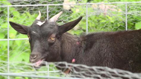 Track star barred from district competition after bringing pet goat to school